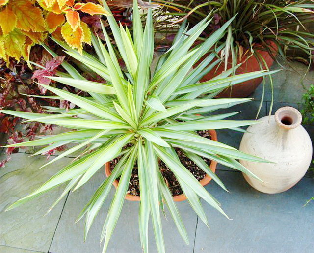 Yucca hjemme: omsorg og reproduksjon