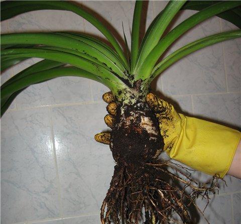 Yucca hjemme: omsorg og reproduksjon