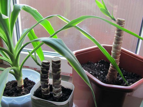 Yucca hjemme: omsorg og reproduksjon
