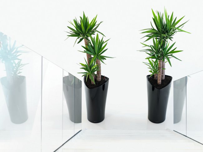 Yucca hjemme: omsorg og reproduksjon
