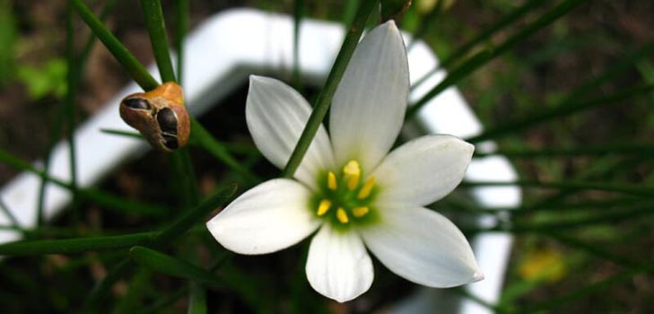 Zephirantes: omsorg og bilde