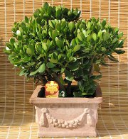 Feng Shui kontor