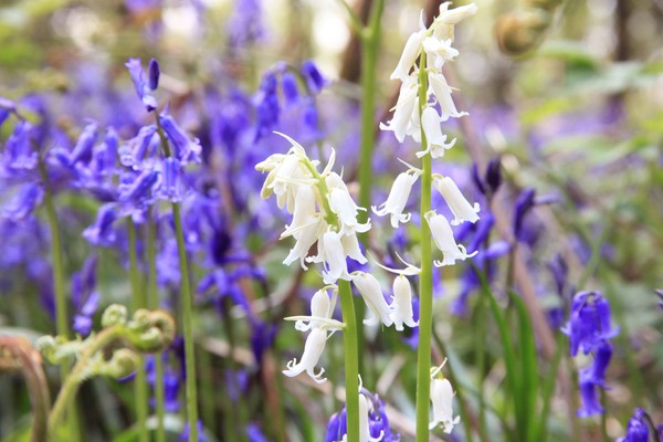 Eventyr om blomster