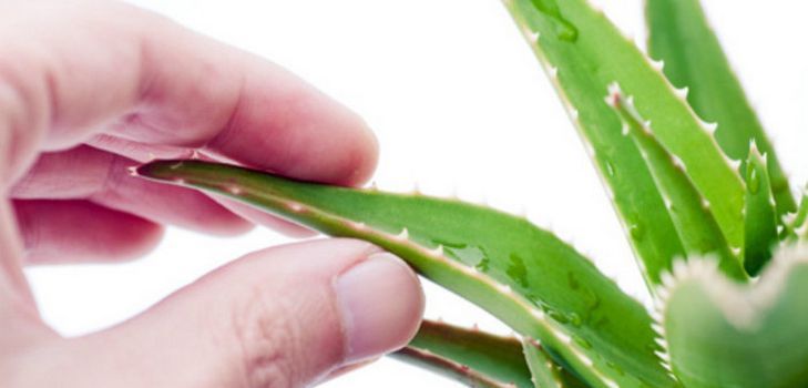 Ulike hjemmasker og hår fra aloe