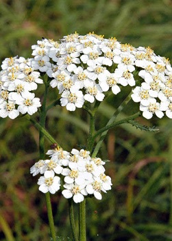 Decoction of Yarrow Collection