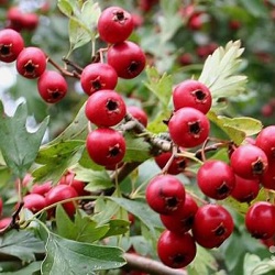 Hawthorn tincture