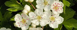 Bøyd av hagtorn blomster