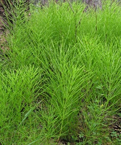 Infusjon av horsetail