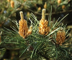 Pine Tincture