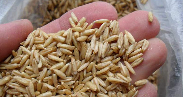 Behandling av aterosklerose med folkemessige rettsmidler