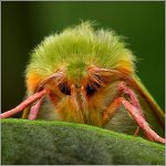 Frykt for insekter Frykt for insekter