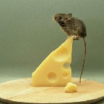 Bekjempelse av gnagere