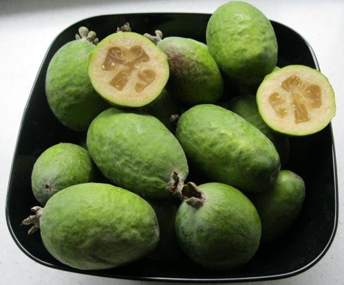 Feijoa - nyttige egenskaper, fordeler og skader av feijoa