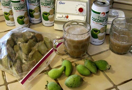 Feijoa - nyttige egenskaper, fordeler og skader av feijoa