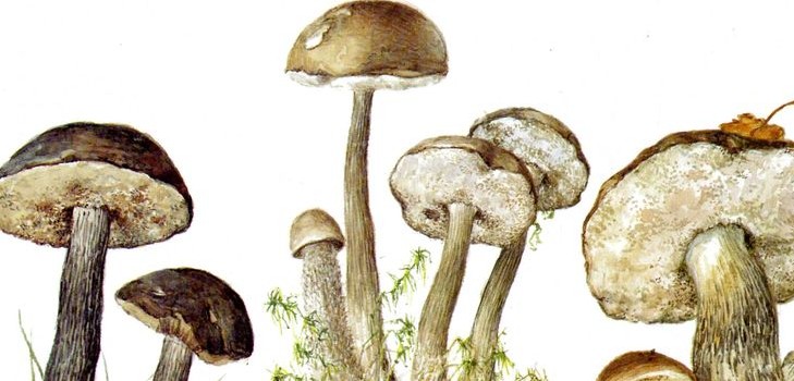 Mushroom podderozovik: beskrivelse med bilde