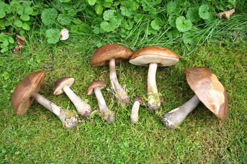 Mushroom podderozovik: beskrivelse med bilde