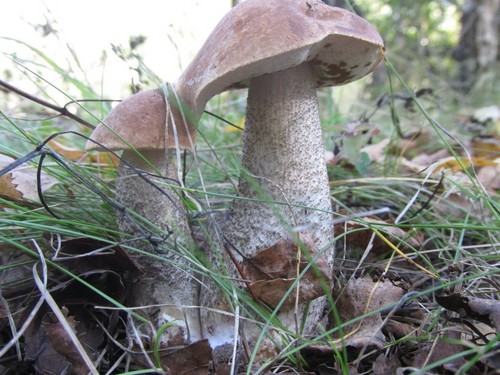 Mushroom podderozovik: beskrivelse med bilde
