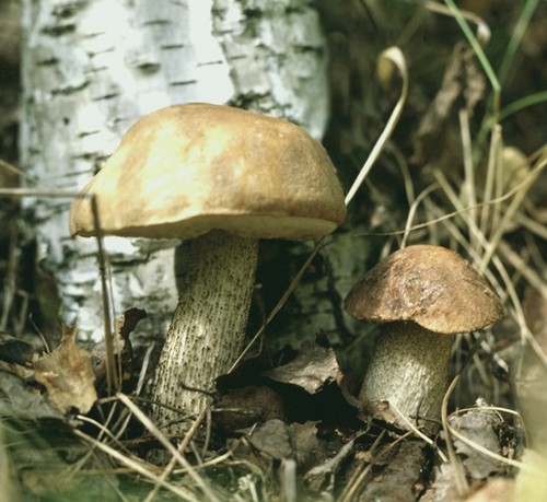 Mushroom podderozovik: beskrivelse med bilde