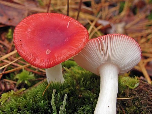 Rosiner: foto og beskrivelse
