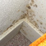 Hvordan bli kvitt mold? Hvordan bli kvitt mold?