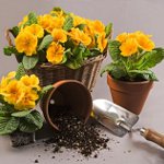 Hvordan transplantere blomster