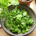 Hvordan anskaffe sorrel til vinteren?
