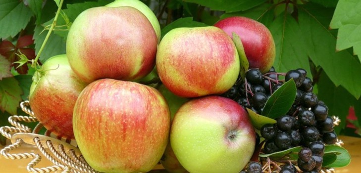 Ikke rist epletreet, så lenge det er grønt: når skal du feire Apple Frelseren