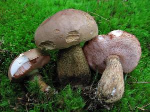Gall sopp