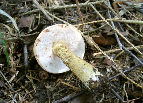 Falsk birchbark: pass opp for en farlig dobbel Falsk birchbark: pass opp for en farlig dobbel