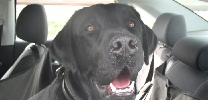 Vi går til Krim med bil med en hund