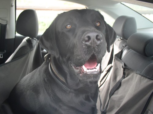 Vi går til Krim med bil med en hund