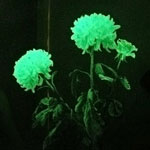 Uvanlige blomster - glødende blomster