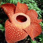 Uvanlige blomster - rafflesia