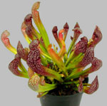 Uvanlige blomster - sarracenia
