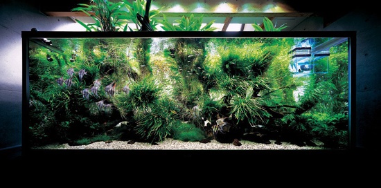 Lag et akvarium med egne hender