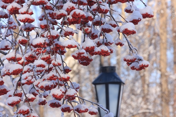 Været i St. Petersburg for desember 2016 og nyttår - nøyaktig prognose fra det hydrometeorologiske senteret for St. Petersburg og Leningrad-regionen