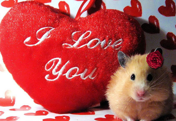 Gratulerer med Valentinsdag