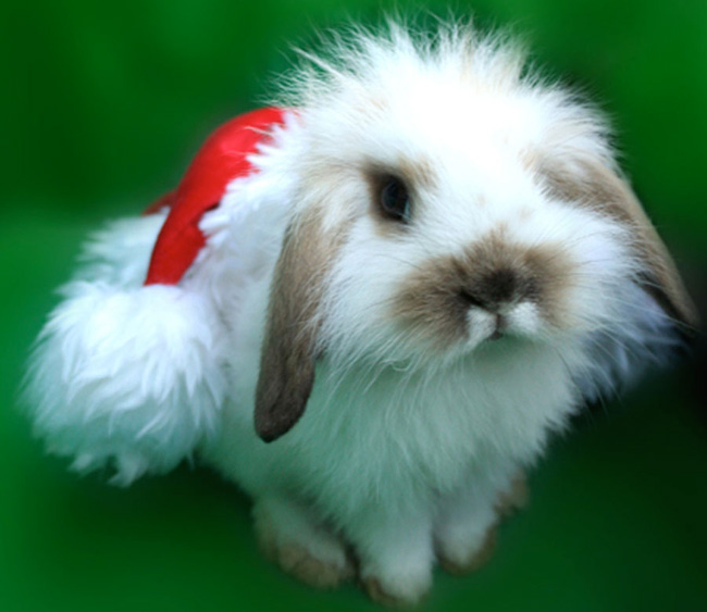 Gratulerer med det nye året av kanin