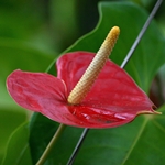 Anthurium omsorg hjemme: hva om anthurium blir gul?