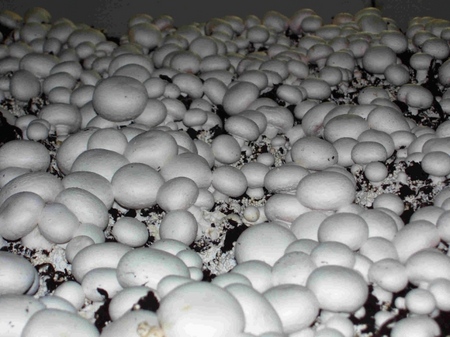 Voksende mushrooms i hjemmet