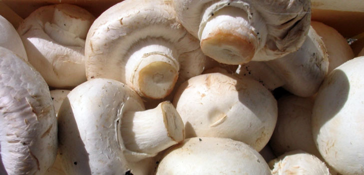 Voksende mushrooms i hjemmet