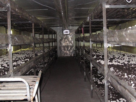 Voksende mushrooms i hjemmet