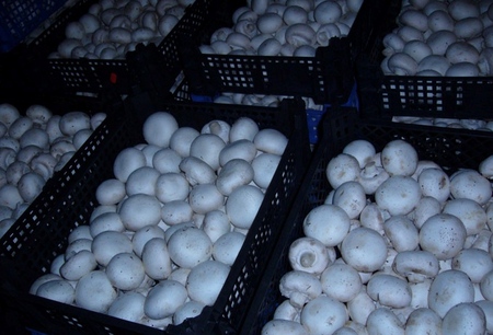 Voksende mushrooms i hjemmet