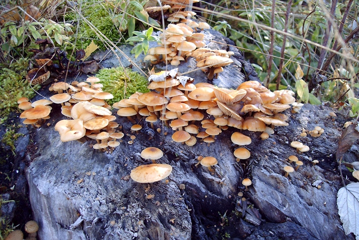 Giftige sopp: Falsk honning agarics, foto