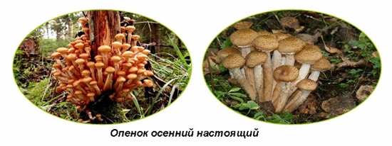 Giftige sopp: Falsk honning agarics, foto