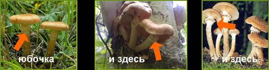 Giftige sopp: Falsk honning agarics, foto