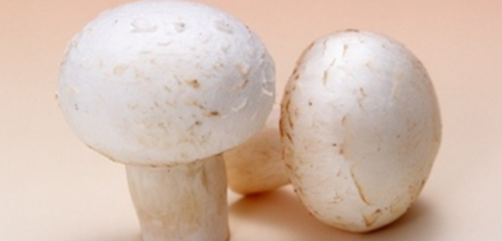 sopp mushrooms