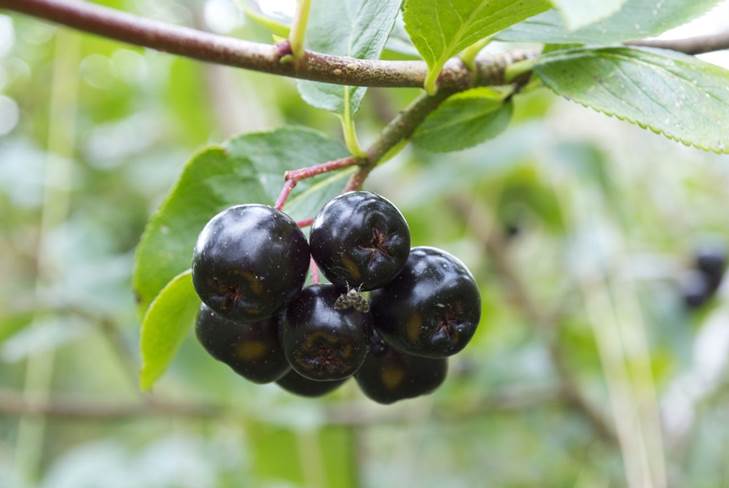 Hvordan lage hjemmelaget vin fra chokeberry hjemme 