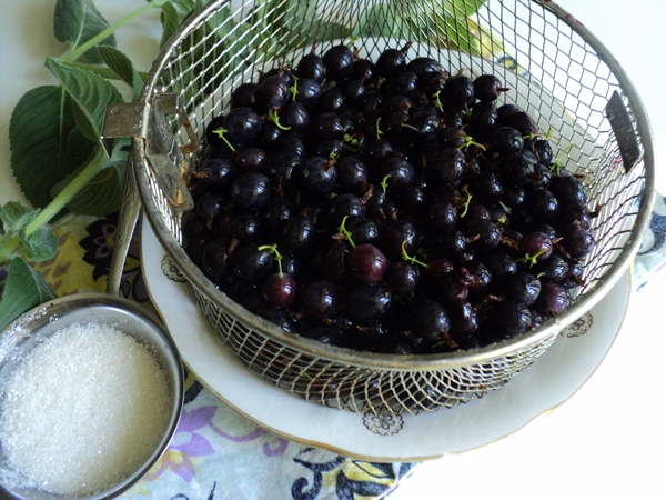 Hvordan fryse svart currant i form av sorbet