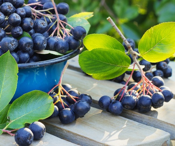 Kompositt fra chokeberry ashberry
